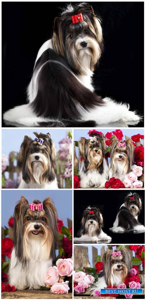 Породистые щенки и цветы / Purebred puppies and flowers - Stock Photo