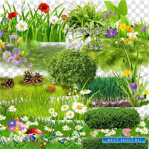 Клипарт - Зелёная трава, газоны, кустарники на прозрачном фоне