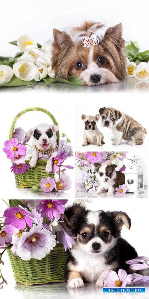Маленькие породистые щенки с цветами / Small purebred puppies with flowers - Stock Photo