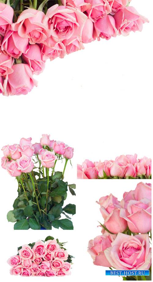 Розовые розы, цветы / Pink roses, flowers - Stock Photo