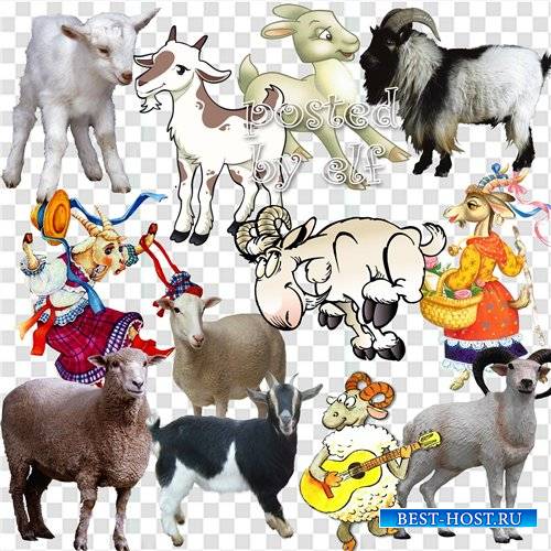 Коза и овца, символ 2015 года  - клипарт png