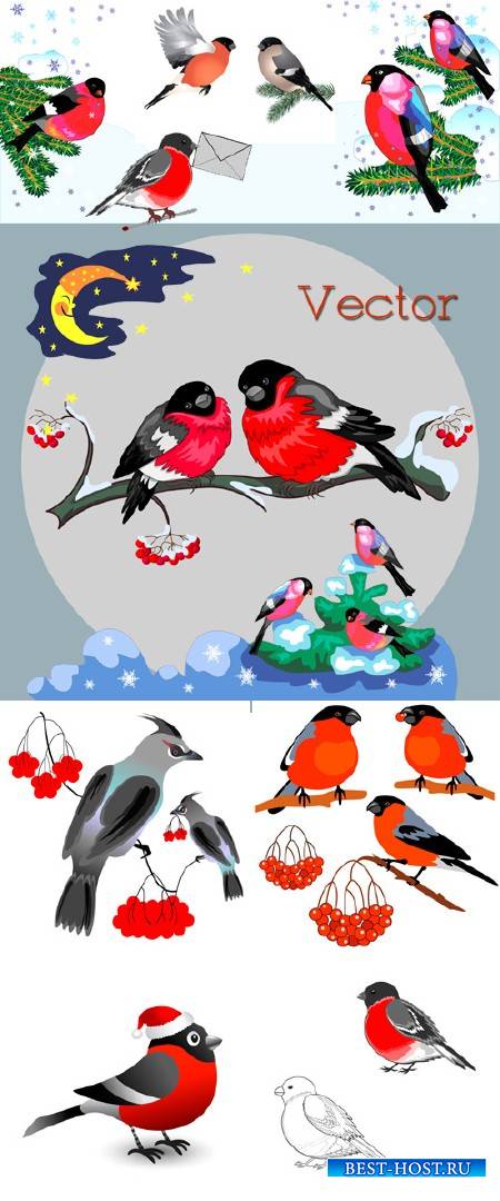 Подборка векторного клипарта – Снегири яркие птички