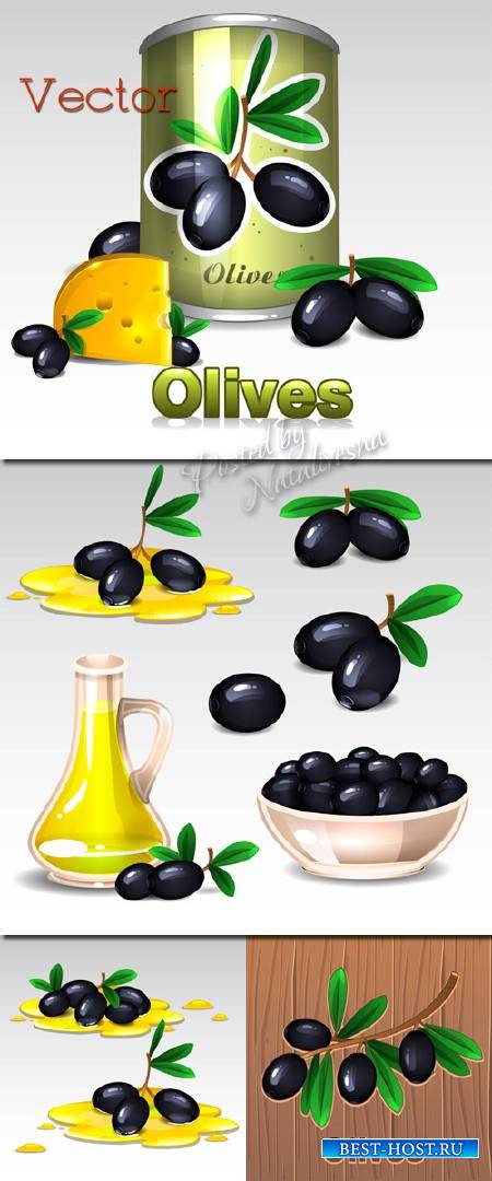 Подборка векторного клипарта – Веточки черных оливок
