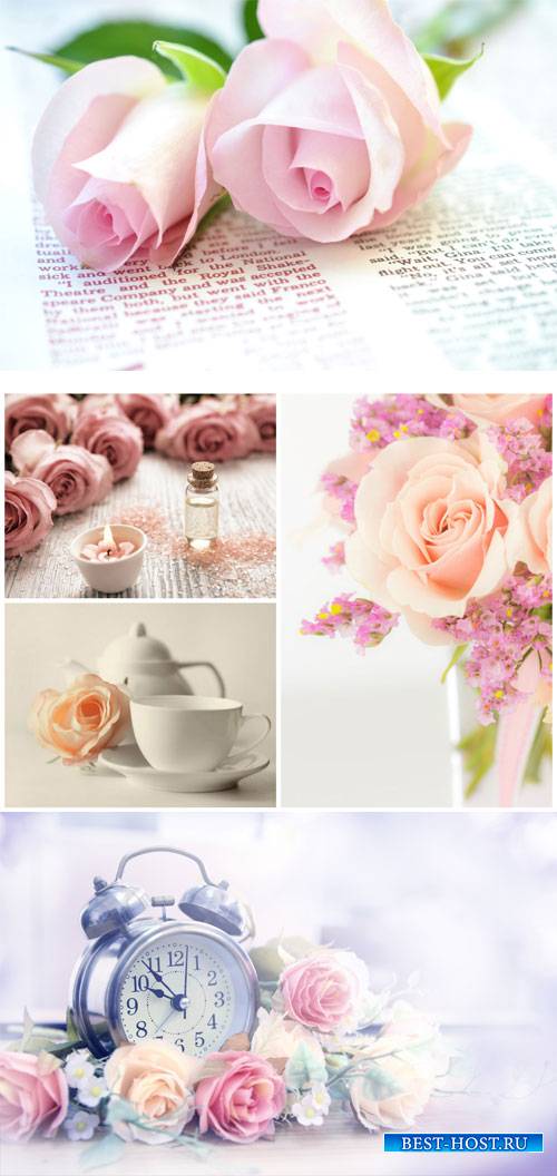 Gentle background with roses - stock photos