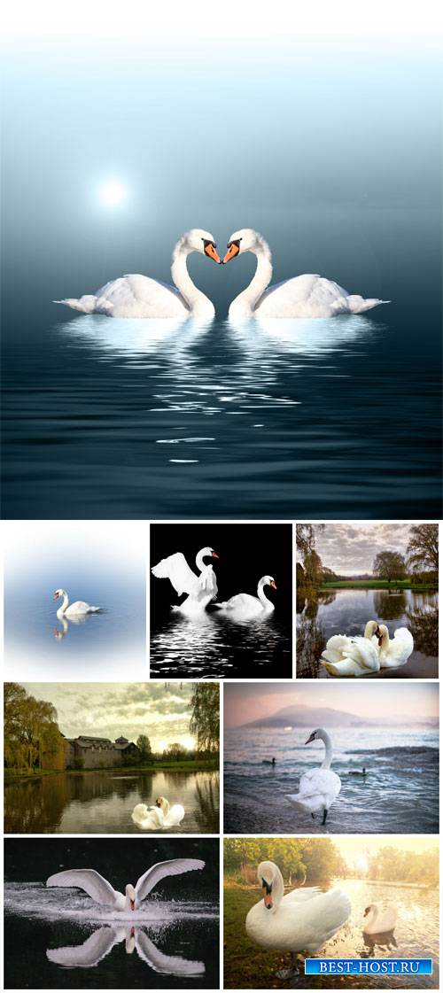 Swans, nature - stock photos