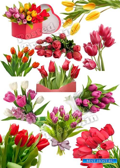 Тюльпаны на 8 марта – Весенний клипарт на прозрачном фоне
