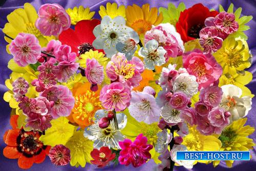 Клипарт Разрозненные цветочки японской сливы и адониса