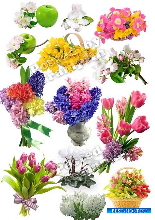Весенние цветы - Клипарт на прозрачном фоне