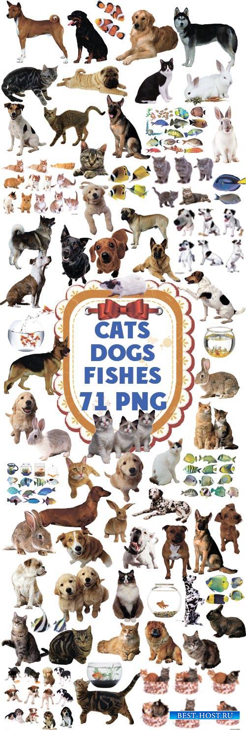 Животные и рыбы в PNG
