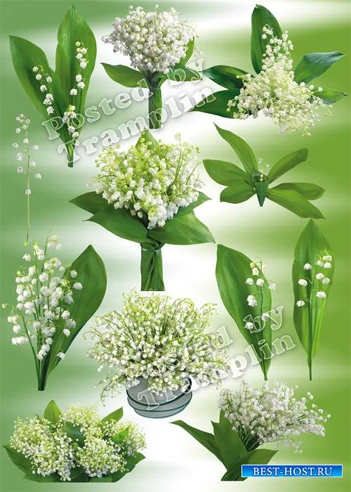 Ландыши – Клипарт - Белые цветочки-крошки и дугою стебелек