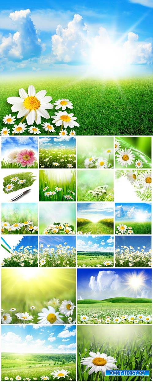 Daisies, nature, landscapes - stock photos
