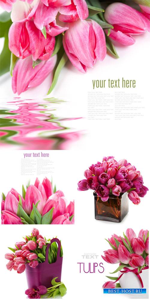 Tulips, flowers on a white background - Stock photo
