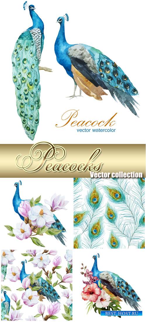 Peacocks, vector backgrounds