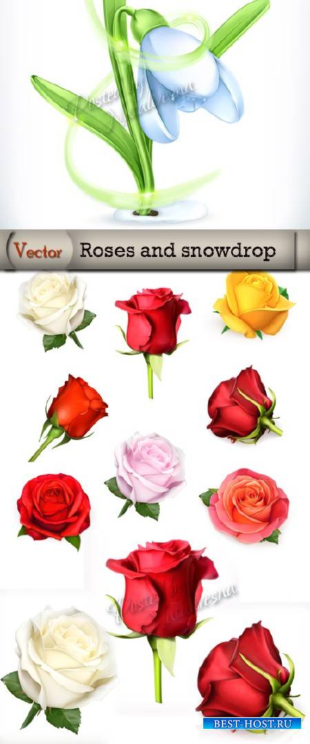 Подборка векторного клипарта – Розы и нежный подснежник