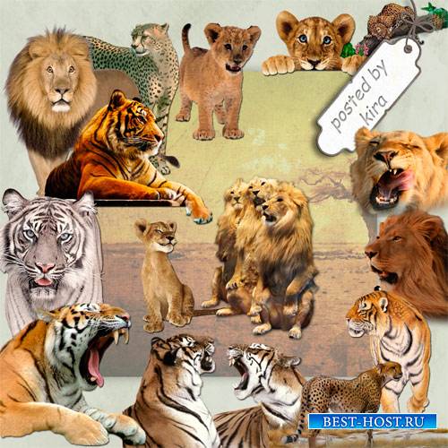 Клипарт для творчества  - Тигры, львы и другие кошачьи