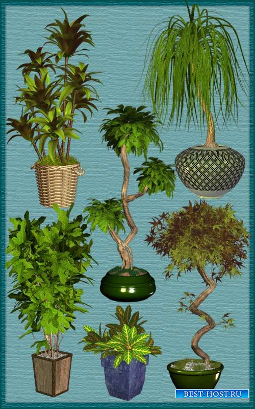 Комнатные пальмы и кустарники