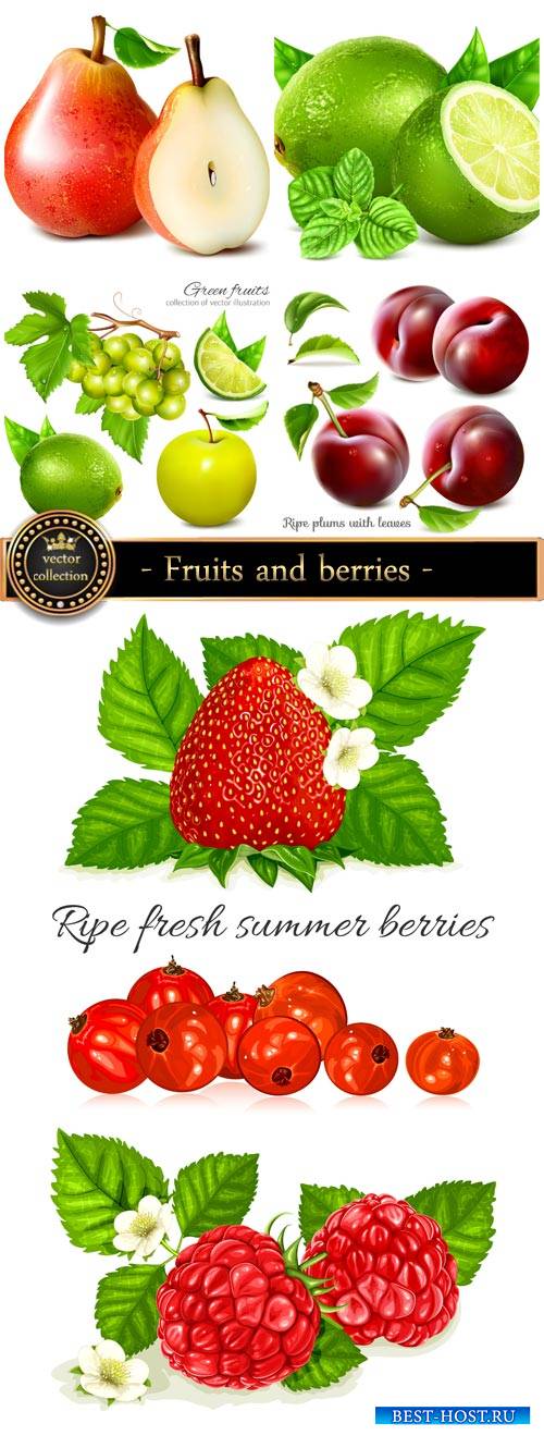 Fruits and berries vector, pear, plum, strawberry
