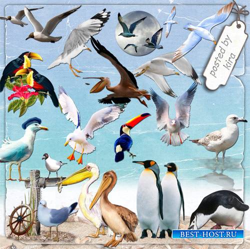 Морской клипарт - Чайки, пеликаны, туканы,  пингвины и другие морские птицы