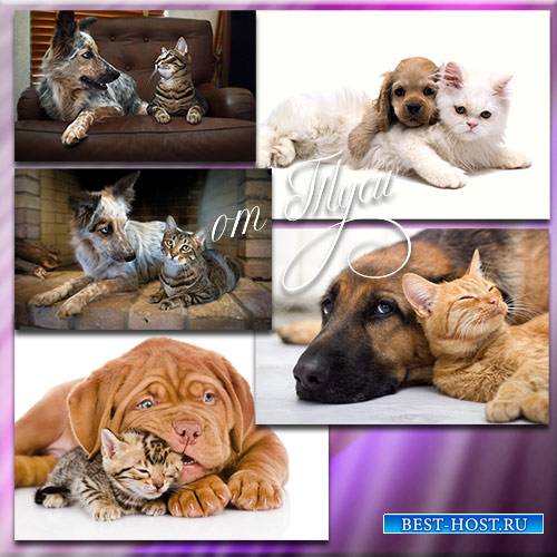 Клипарт - Коты и собаки - гармоничные отношения