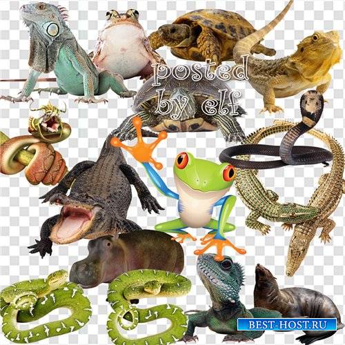Клипарт - Ящерицы, змеи, лягушки, черепахи, крокодилы