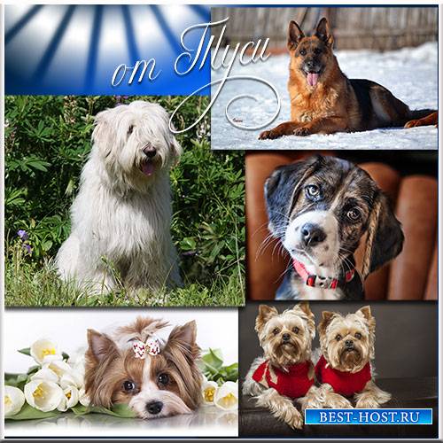 Собаки разных пород - для любви и для защиты - Клипарт