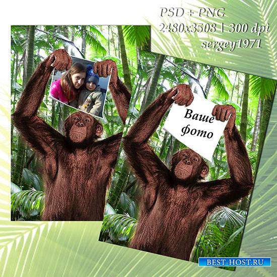 Фоторамка - Фотография в лапах обезьяны