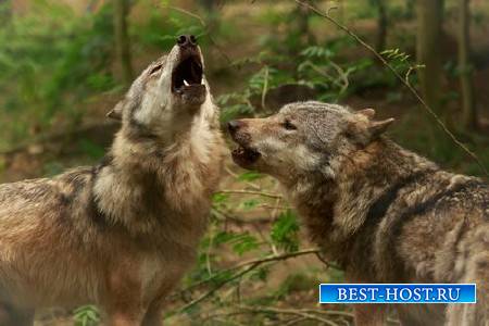 Животные и природа – Волк и рыжая лиса
