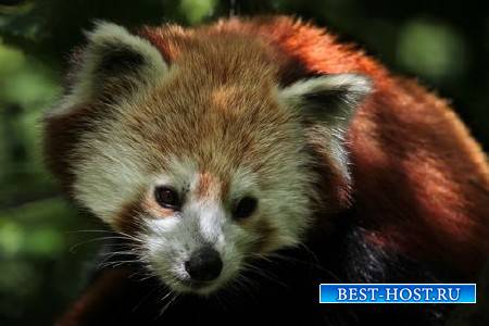 Животные и природа – Красная панда