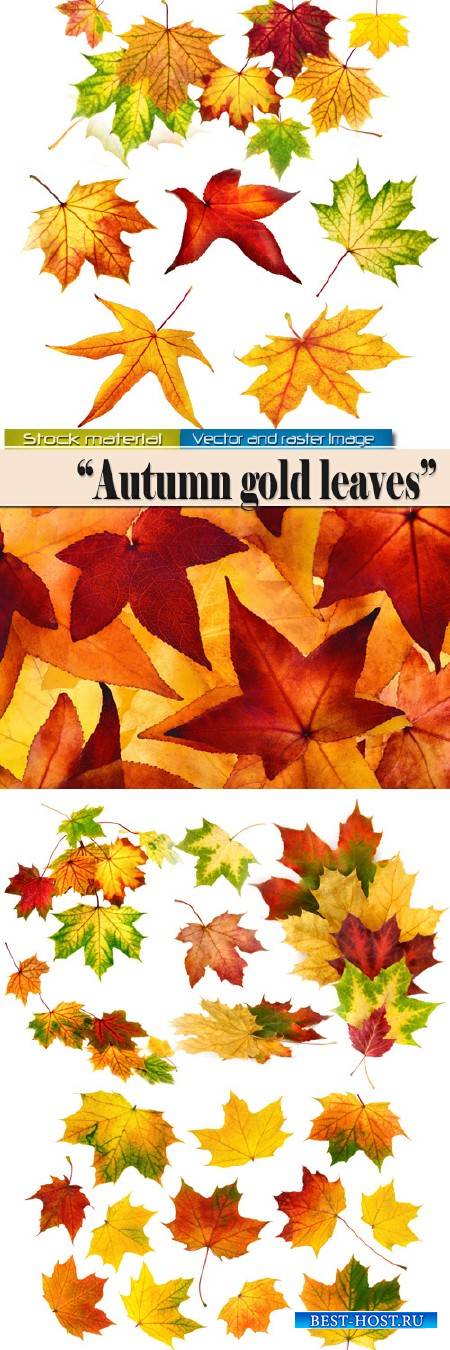 Осенние золотые листья