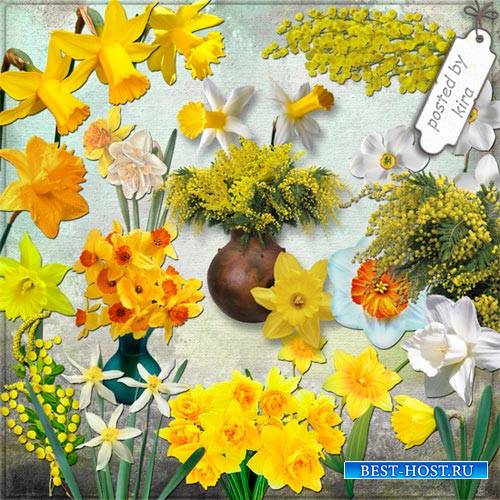 Клипарт цветочный - Нарциссы и мимозы на прозрачном фоне