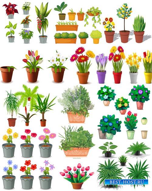 Клипарт Подборка рисованных цветов и декоративных растений