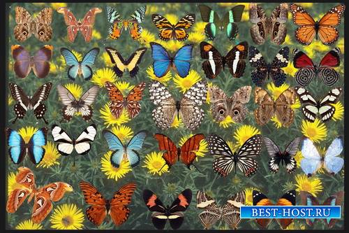 Клипарт Коллекция бабочек