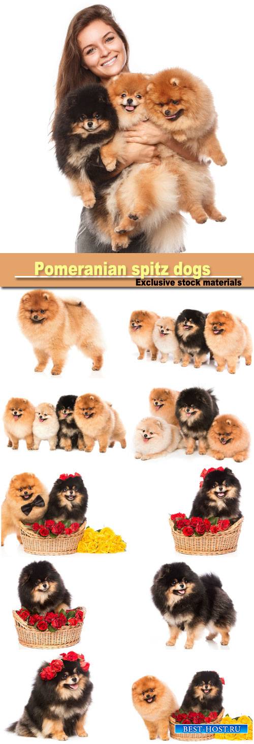 Group of pomeranian spitz dogs