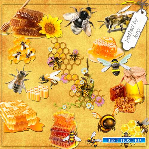 Клипарт к медовому спасу - Медовые соты и пчелы