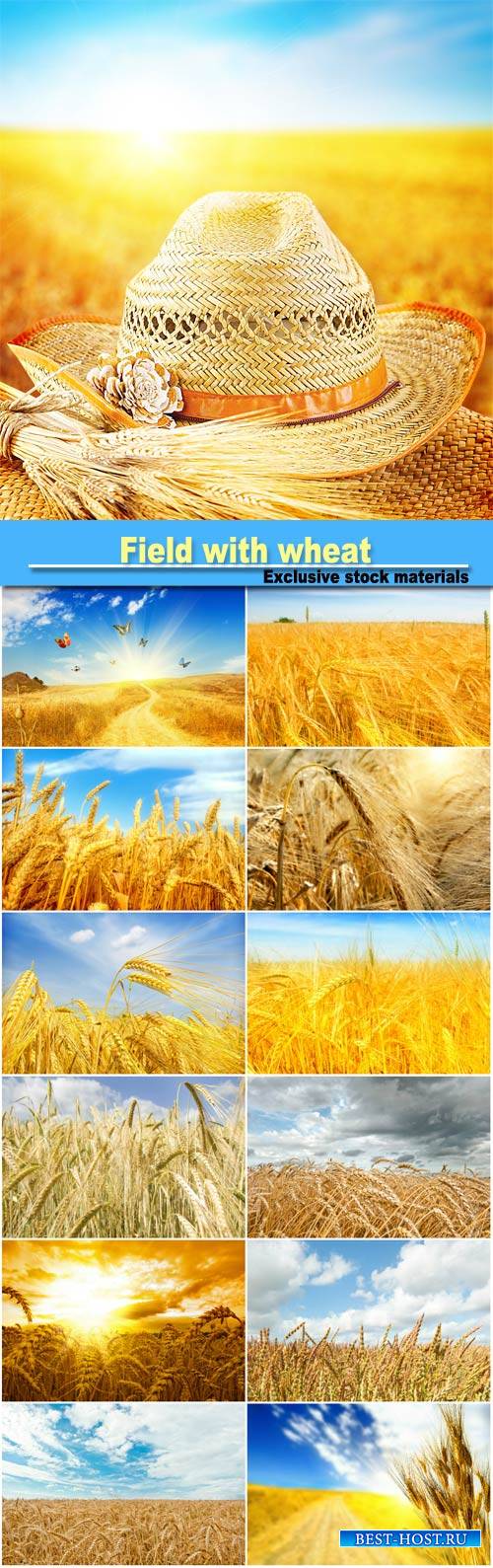 Field with wheat background with spikelets of wheat