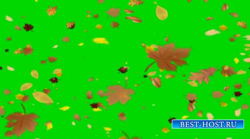 Футаж на хромакее - Падают осенние листья