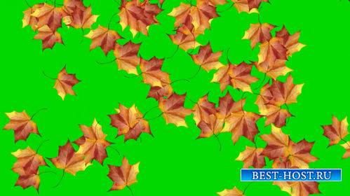 Футаж - Кленовые листья на хромакее