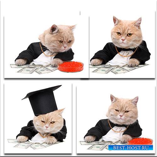 Кот бизнесмен / Cat businessman