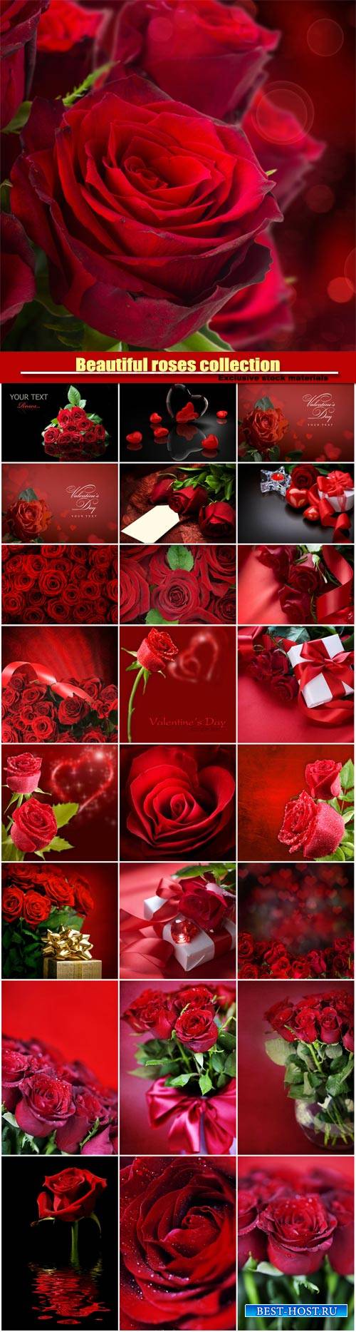 Beautiful roses, romantic collection backgrounds