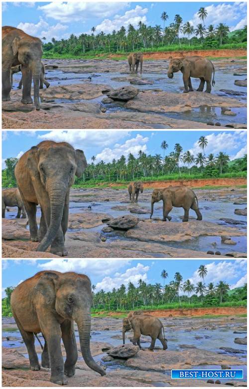Sri Lankan elephant by the river HD