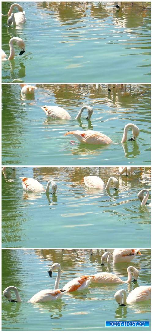 Footage White swans floating on a pond