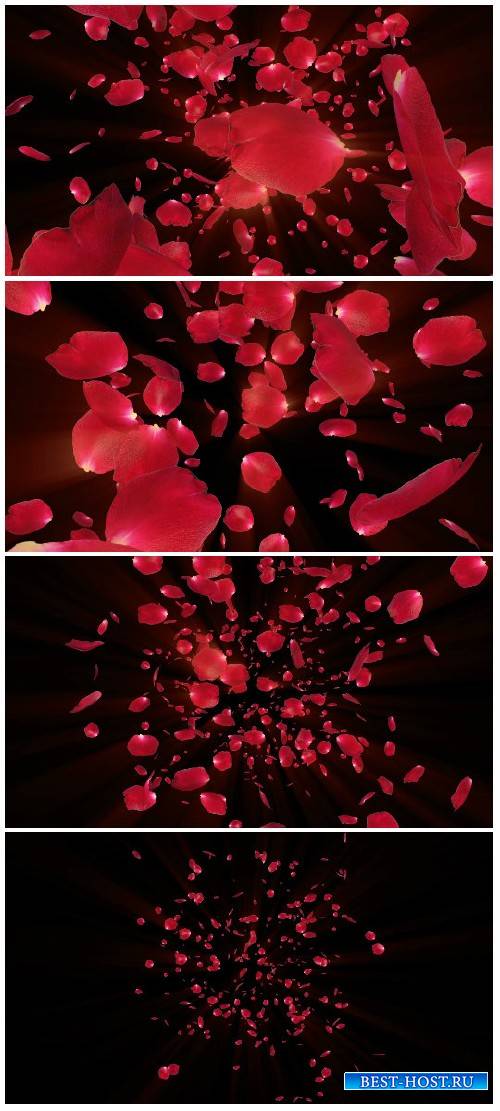 Video footage Flying rose petals