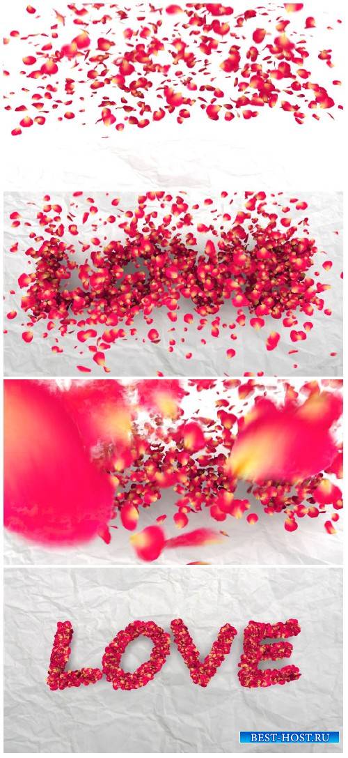 Video footage rose petals fall on white background