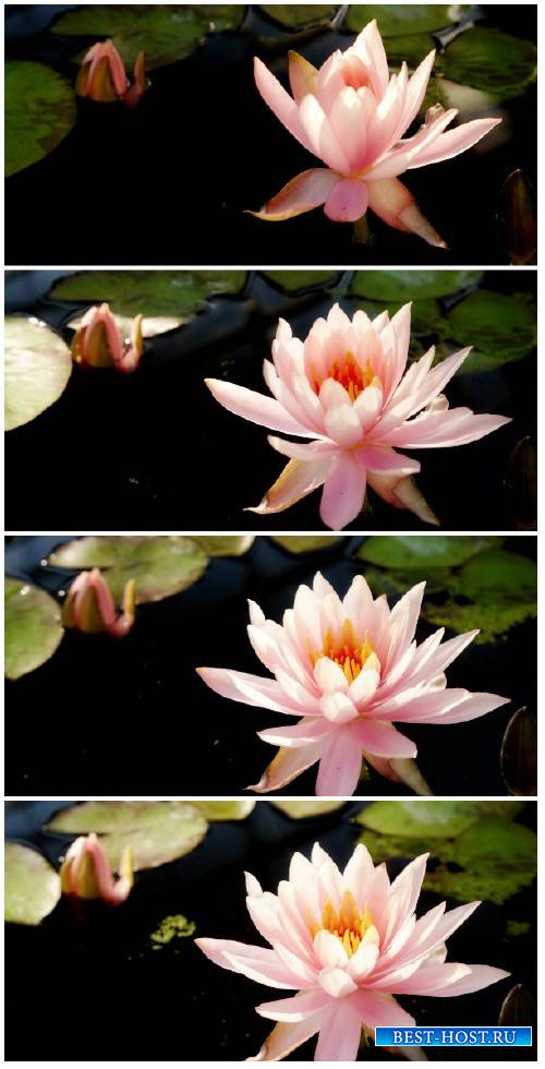 Video footage Time lapse opening of water lily flower