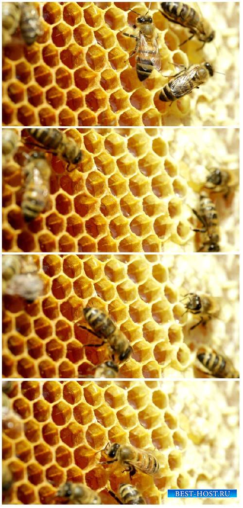 Video footage Close-up view of bees on honeycomb