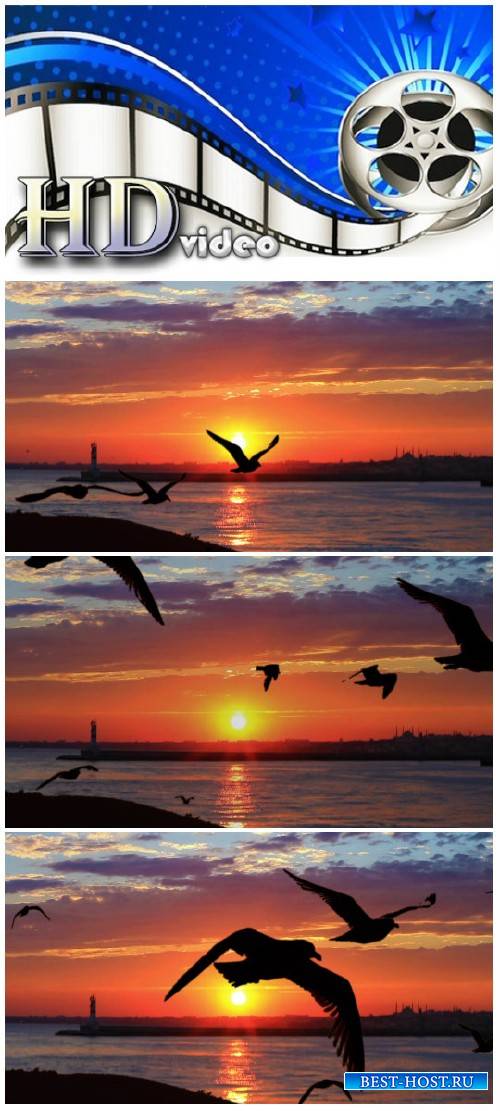 Video footage Flock of seabirds on beautiful sunset