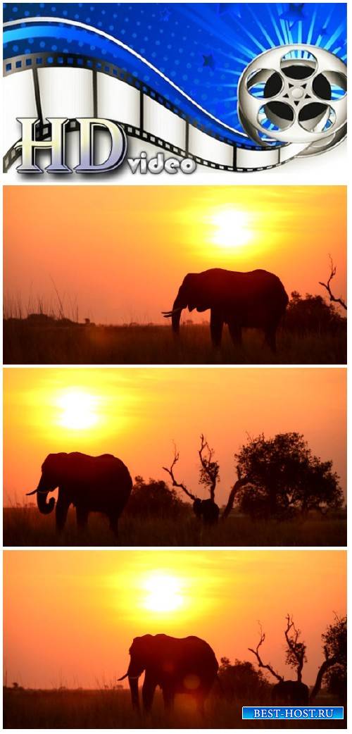 Video footage African landscape with elephant