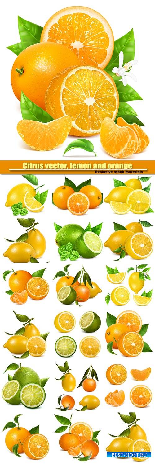 Citrus vector, lemon and orange collection
