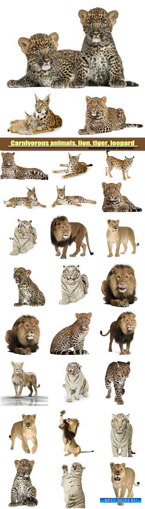 Carnivorous animals, lion, tiger, leopard and lynx