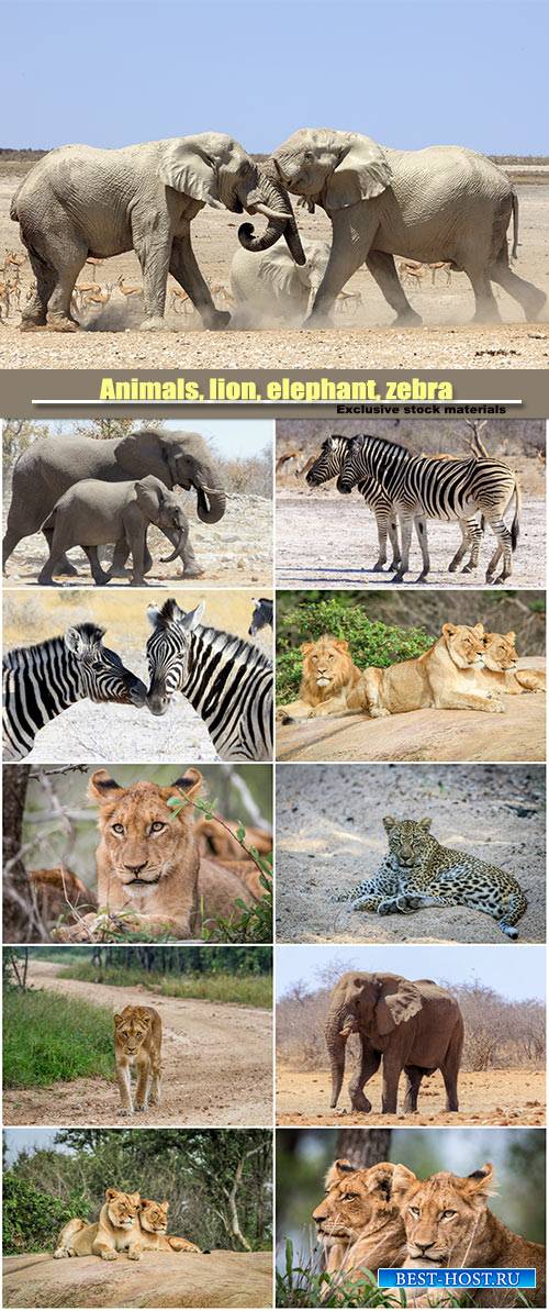 Animals, lion, elephant, zebra